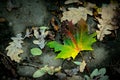 Fall colored maple autumn leaf