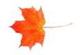 Fall colored maple leaf