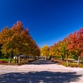 Fall colored trees lining up in perfect symmetry , Niagara Falls, ON, Canada Royalty Free Stock Photo