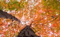 Fall 2018: Colorful leaves of many treetops