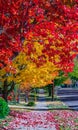 Fall colorful, middle of October in New Brunswick, Canada