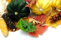 Fall Colors Royalty Free Stock Photo