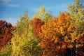 Fall colors Royalty Free Stock Photo