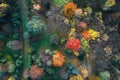 Fall colors from above