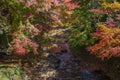 The fall colors above a small mountain stream on the side of Oyama, a sacred mountain near Isehara, Kanagawa, Japan. Royalty Free Stock Photo