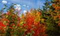 Fall Colors in Acadia National Park Royalty Free Stock Photo