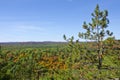 Fall Colors in Algonquin Park Royalty Free Stock Photo