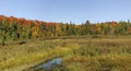 Fall colors in algonquin park Royalty Free Stock Photo