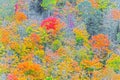 Fall colors Algonquin Park, Ontario, Canada. Royalty Free Stock Photo