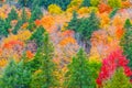 Fall colors Algonquin Park, Ontario, Canada. Royalty Free Stock Photo