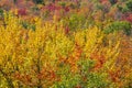 Fall Colors in Algonquin Park, Ontario, Canada #5 Royalty Free Stock Photo