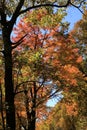 Fall colors along the Blue Ridge Parkway Royalty Free Stock Photo