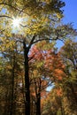 Fall colors along the Blue Ridge Parkway Royalty Free Stock Photo