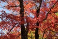 Fall colors along the Blue Ridge Parkway Royalty Free Stock Photo