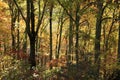 Fall colors along the Blue Ridge Parkway Royalty Free Stock Photo