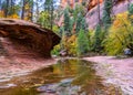 Fall Colors Along a Creek in a Red Rock Canyon Royalty Free Stock Photo