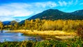 Fall Colors around Nicomen Slough, a branch of the Fraser River, as it flows through the Fraser Valley Royalty Free Stock Photo