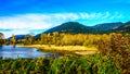 Fall Colors around Nicomen Slough, a branch of the Fraser River, as it flows through the Fraser Valley Royalty Free Stock Photo
