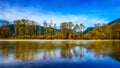 Fall Colors around Nicomen Slough, a branch of the Fraser River, as it flows through the Fraser Valley Royalty Free Stock Photo