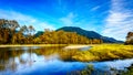 Fall Colors around Nicomen Slough, a branch of the Fraser River, as it flows through the Fraser Valley Royalty Free Stock Photo