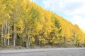 Fall colors at an Aspen Grove along the Million Dollar Highway - Ouray Colorado Royalty Free Stock Photo