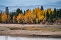 Fall colors on the aspen trees in Grand Lake, Colorado Royalty Free Stock Photo