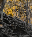 Fall colors of autumn in a deciduous forest with root covered forest floor