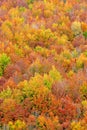 Fall colors in autumn season Royalty Free Stock Photo