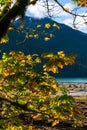 Fall colors at Baker Lake, Mount Baker Snoqualmie National Forest, Washington Royalty Free Stock Photo