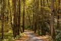 Fall Colors Begin to Emerge Along Forest Dirt Road Royalty Free Stock Photo