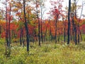 Fall colors Berkshires Massachusetts Royalty Free Stock Photo