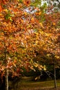 Fall Colors at Bogue Chitto State Park