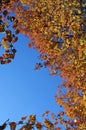 Fall colors on a Bradford Pear tree Royalty Free Stock Photo