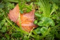 Fall colors, brown and green Royalty Free Stock Photo