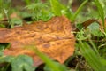 Fall colors, brown and green Royalty Free Stock Photo