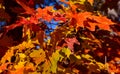 Fall colors in Canadian forest, Quebec Royalty Free Stock Photo