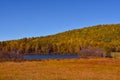 Fall colors in Canadian forest, Quebec Royalty Free Stock Photo