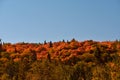 Fall colors in Canadian forest, Quebec Royalty Free Stock Photo