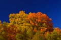 Fall colors in Canadian forest, Quebec Royalty Free Stock Photo