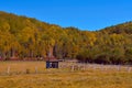 Fall colors in Canadian forest, Quebec Royalty Free Stock Photo