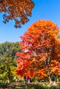 Fall Colors in Central Park Royalty Free Stock Photo