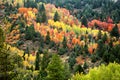 Fall colors emblazon the hillsides of an Idaho Mountain.