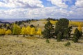 Fall colors in Colorado under a blue sky with white clouds Royalty Free Stock Photo