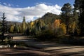 Fall Colors Forest Leaves in Arizona Royalty Free Stock Photo