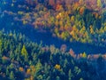 Fall colors. Forest in the mountains