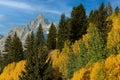 Fall colors in the Grand Tetons National Park, Wyoming, USA. Royalty Free Stock Photo