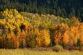 Fall colors in the Grand Tetons National Park, Wyoming, USA. Royalty Free Stock Photo