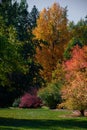 Fall Colors On A Grove Of Trees On A Sunny Autumn Day. Royalty Free Stock Photo