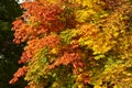 Fall Colors of a Horse Chestnut Tree