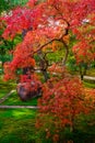 Fall colors in Japan Royalty Free Stock Photo